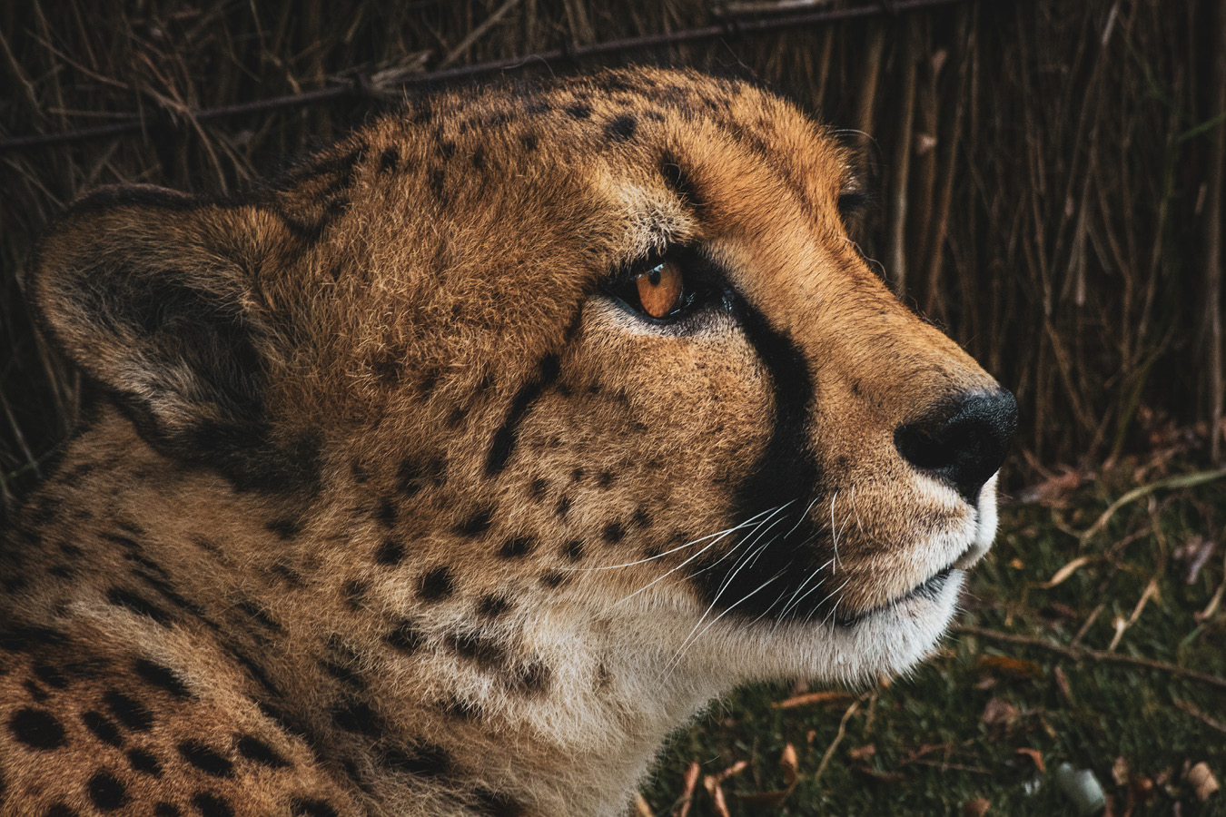 Wellington Zoo's Cheetahs - Cango and Kunjuka