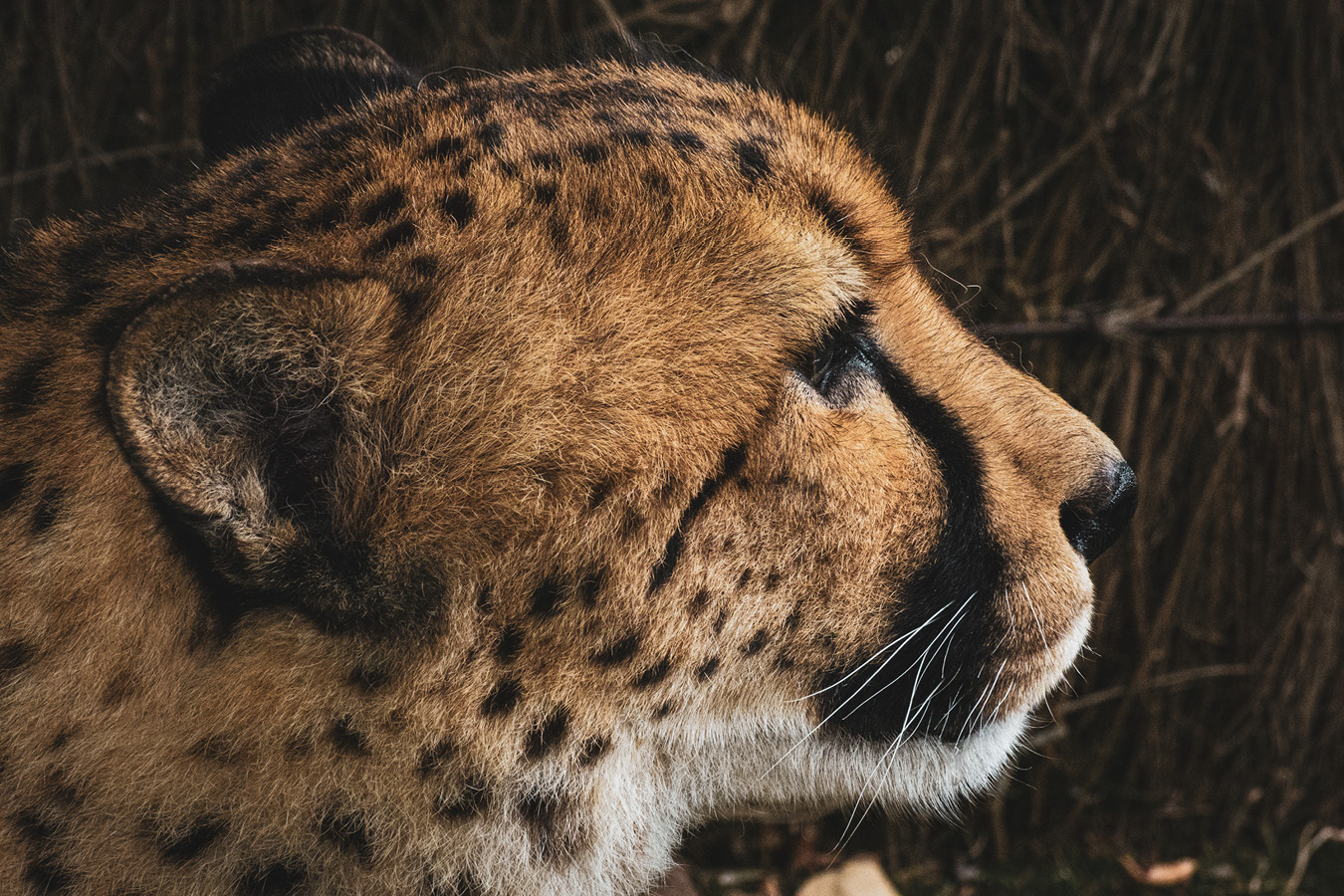 Cango and Kunjuka the Wellington Zoo cheetahs, photographed by Bradley Pratt