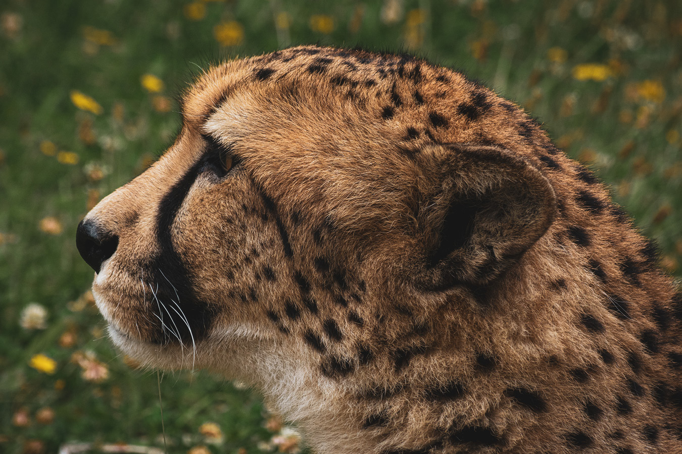Cango and Kunjuka the Wellington Zoo cheetahs, photographed by Bradley Pratt