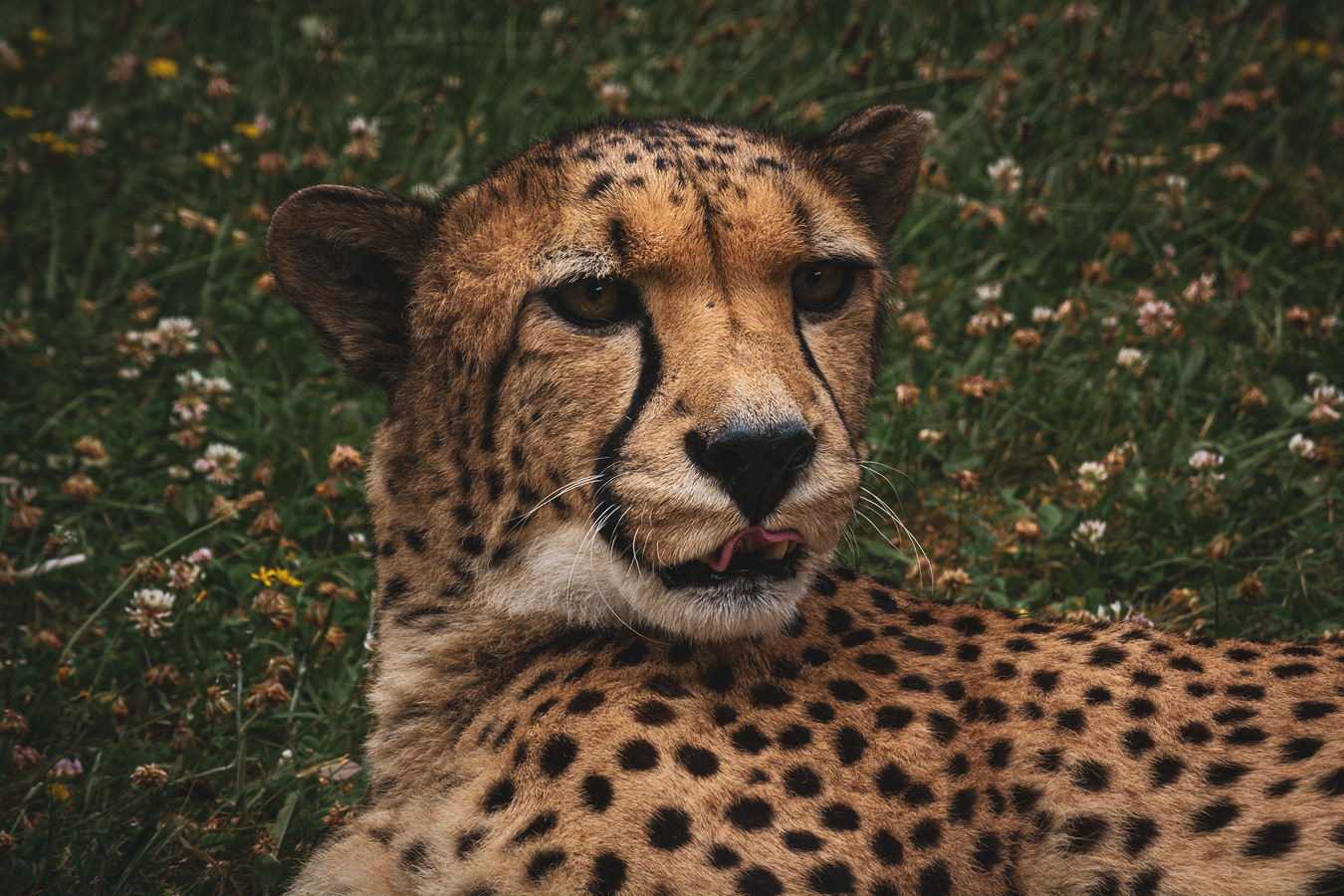 Cango and Kunjuka the Wellington Zoo cheetahs, photographed by Bradley Pratt