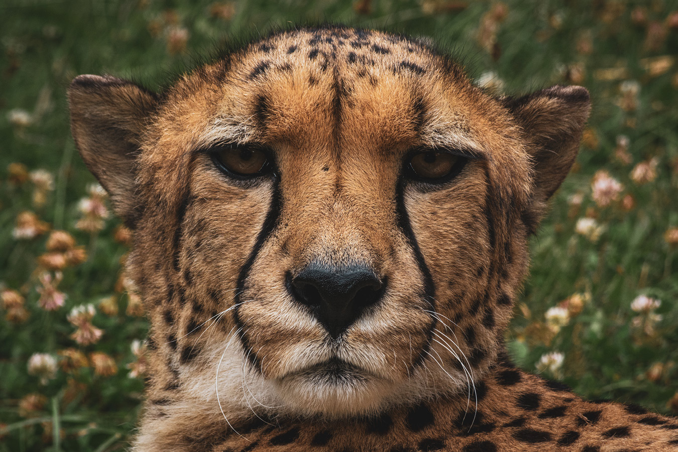 Cango and Kunjuka the Wellington Zoo cheetahs, photographed by Bradley Pratt