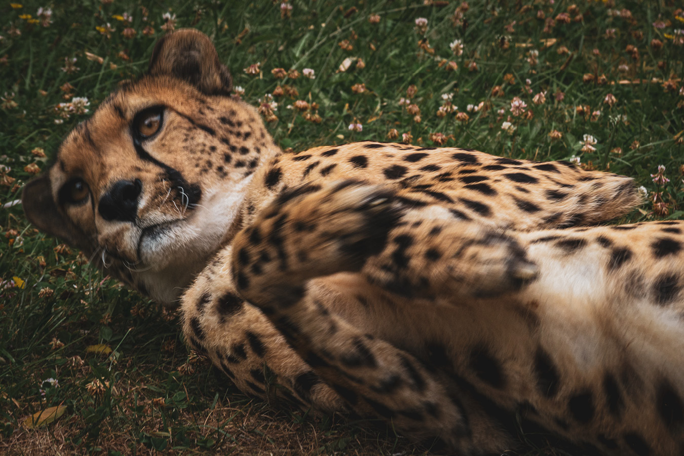 Cango and Kunjuka the Wellington Zoo cheetahs, photographed by Bradley Pratt