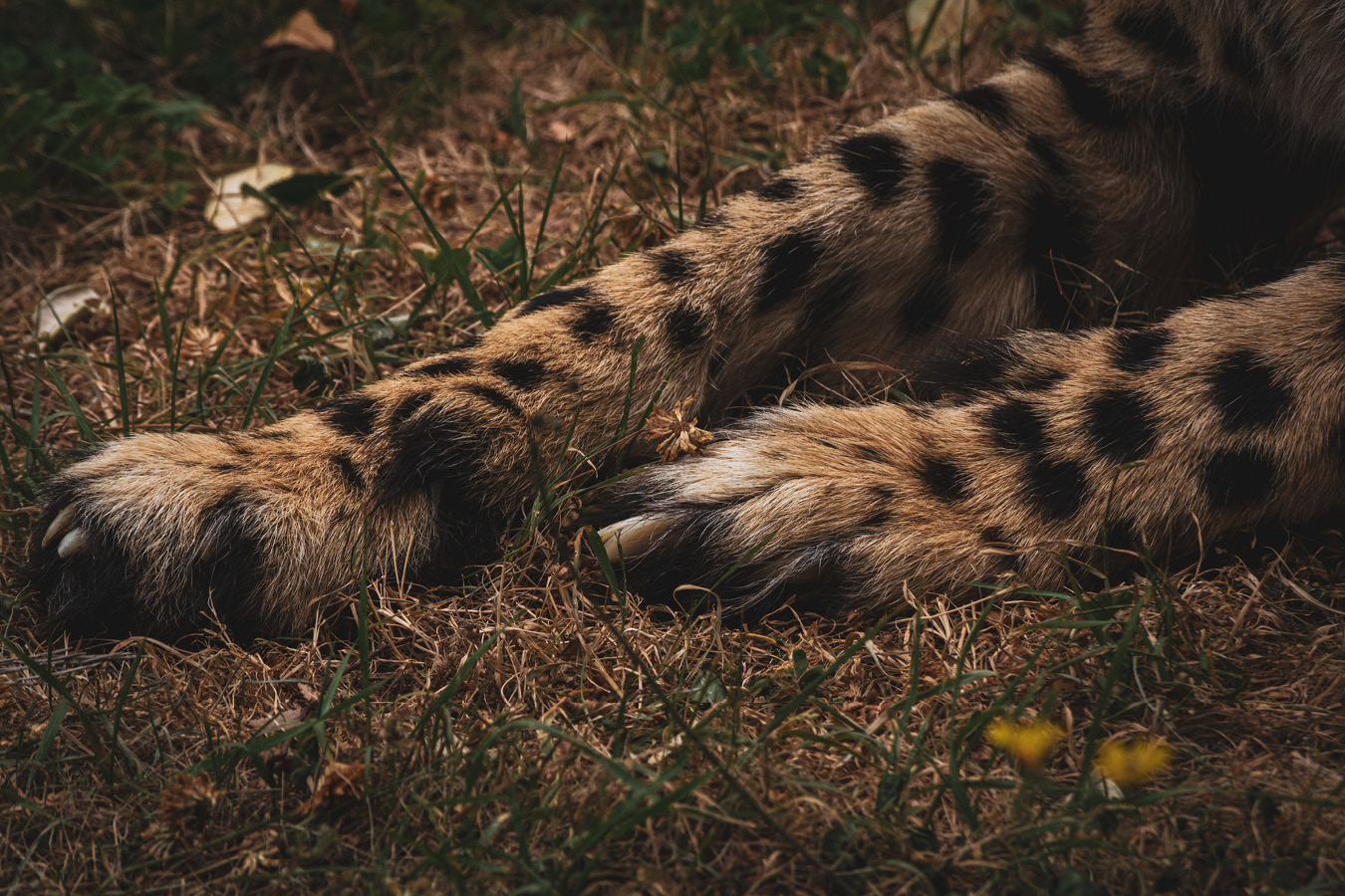 Cango and Kunjuka the Wellington Zoo cheetahs, photographed by Bradley Pratt
