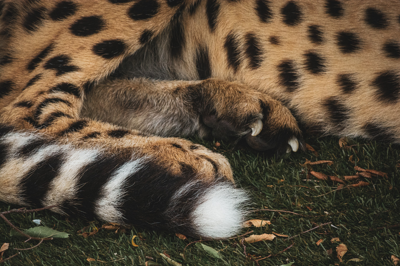 Cango and Kunjuka the Wellington Zoo cheetahs, photographed by Bradley Pratt