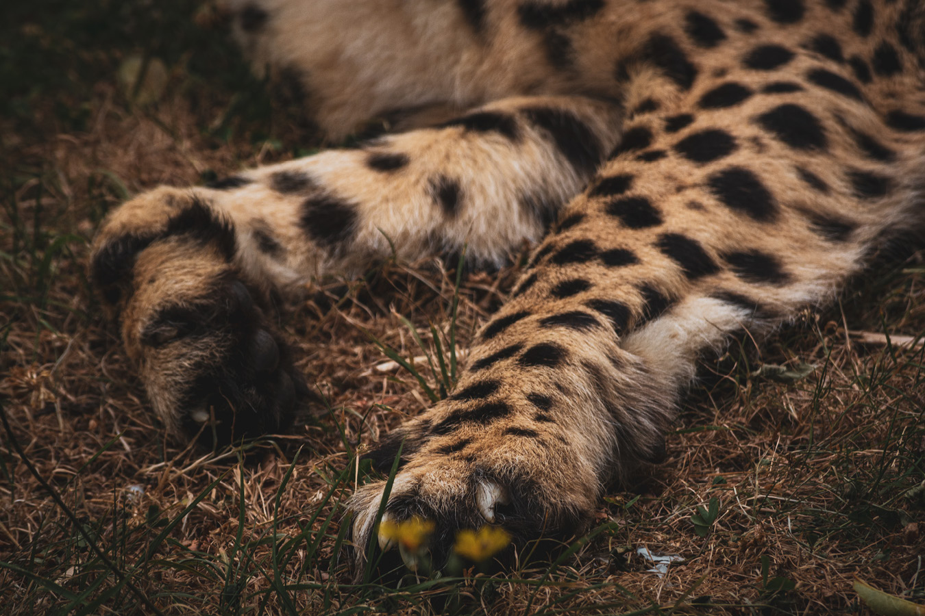Cango and Kunjuka the Wellington Zoo cheetahs, photographed by Bradley Pratt