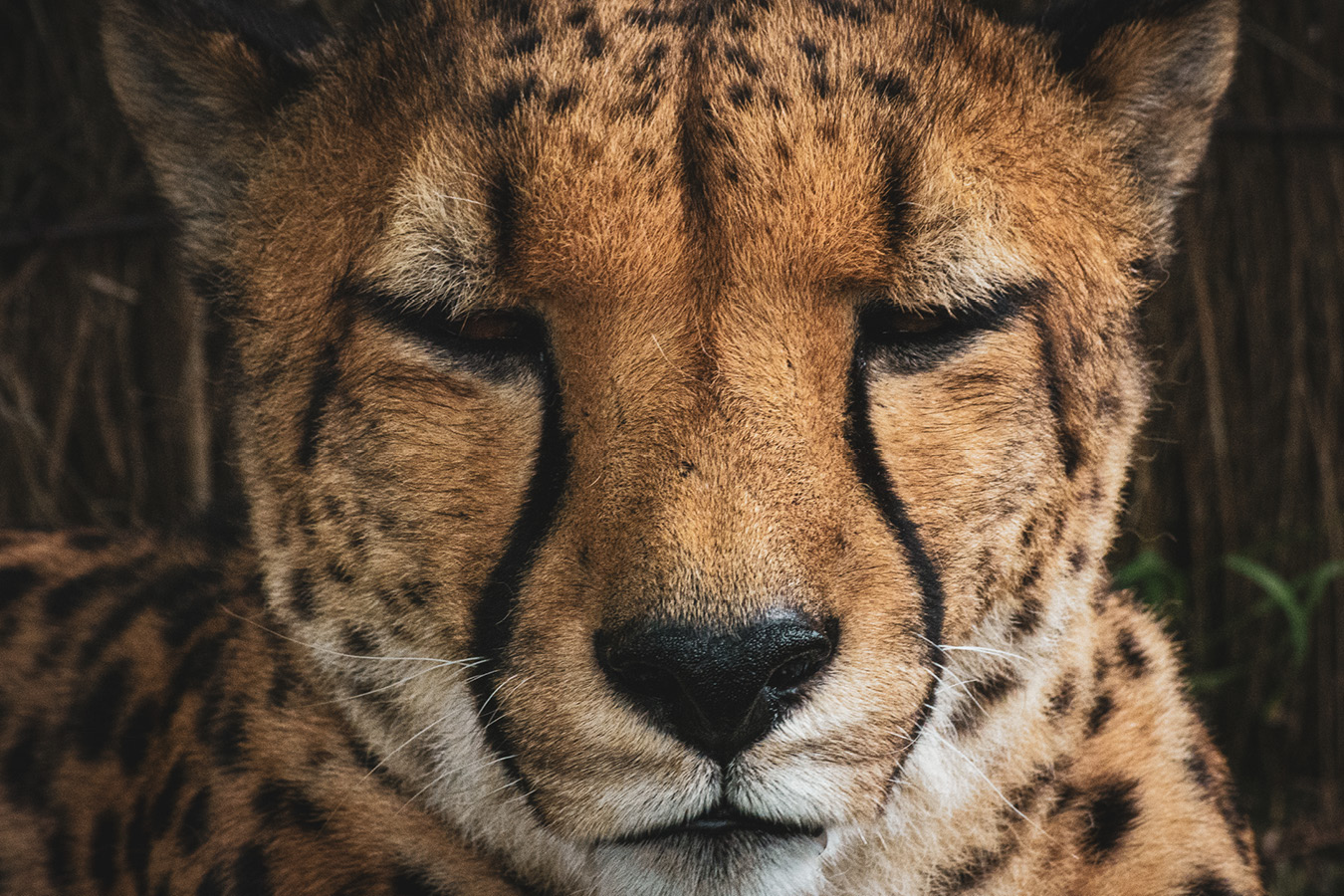 Cango and Kunjuka the Wellington Zoo cheetahs, photographed by Bradley Pratt