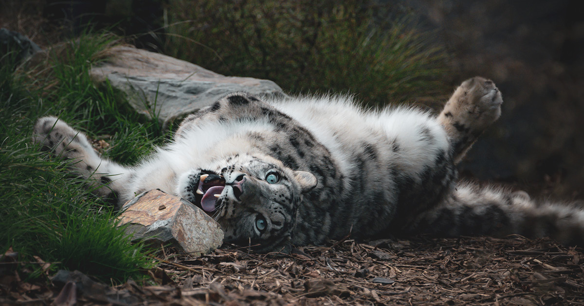 Snow Leopard Photography