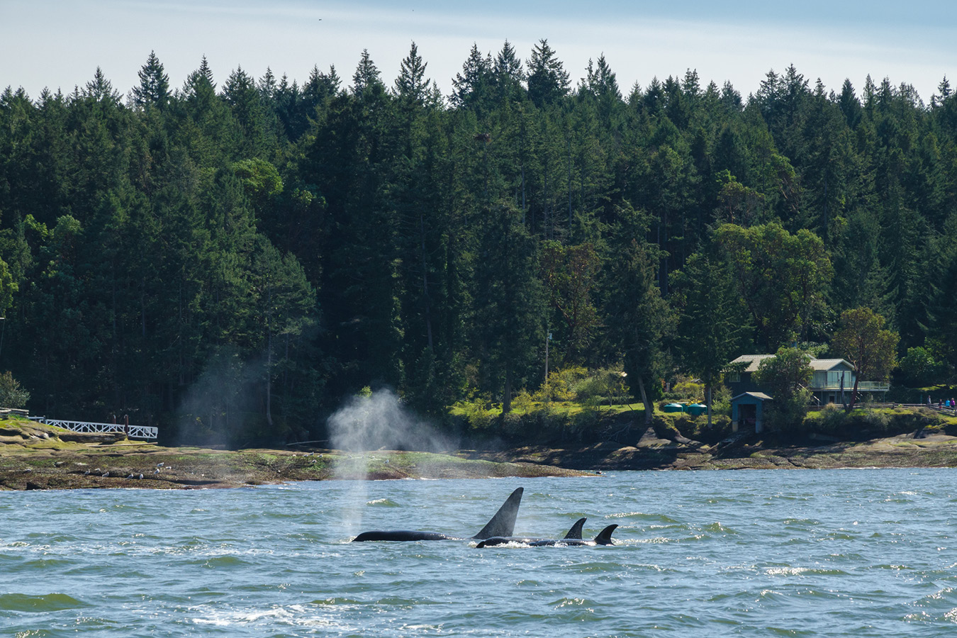 Orca Pod, Vancouver, Canada