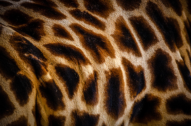 Wellington Zoo NZ photography by Bradley Pratt - Giraffe
