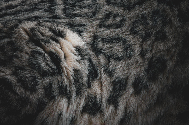 Wellington Zoo NZ photography by Bradley Pratt - Snow Leopard