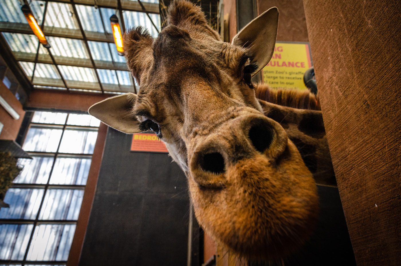 Wellington Zoo NZ photography by Bradley Pratt - Giraffe