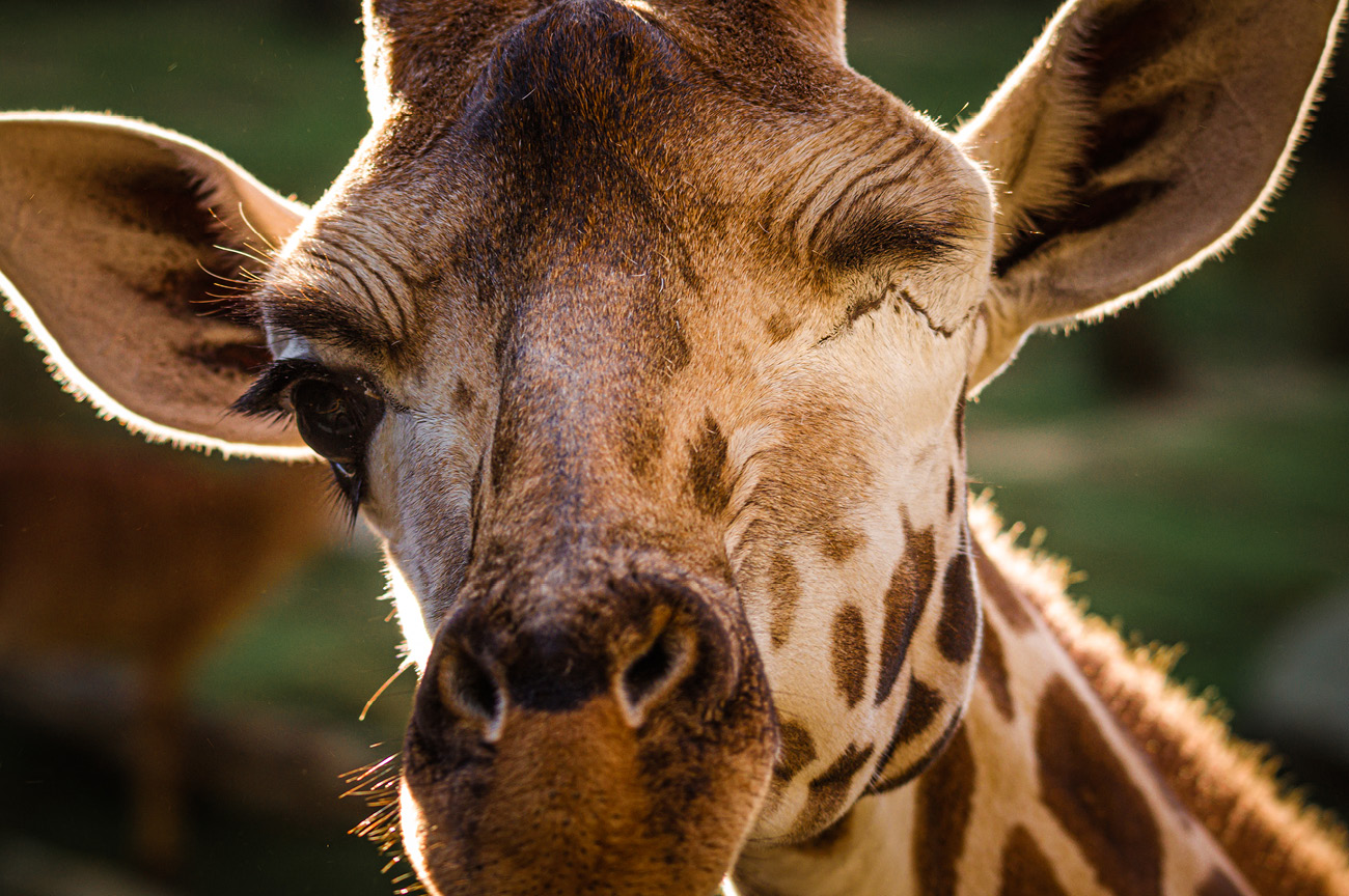 Wellington Zoo NZ photography by Bradley Pratt - Giraffe