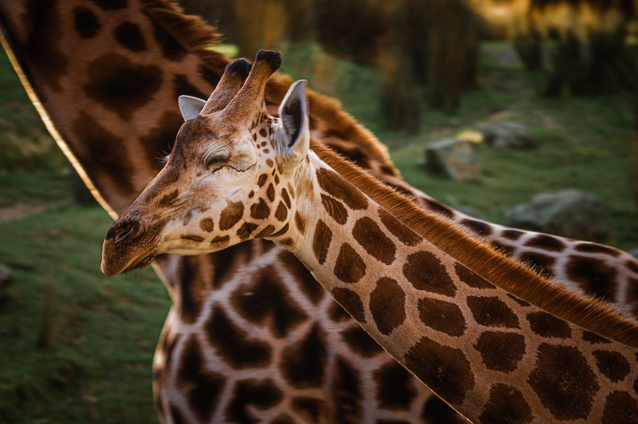 Wellington Zoo NZ photography by Bradley Pratt - Giraffe