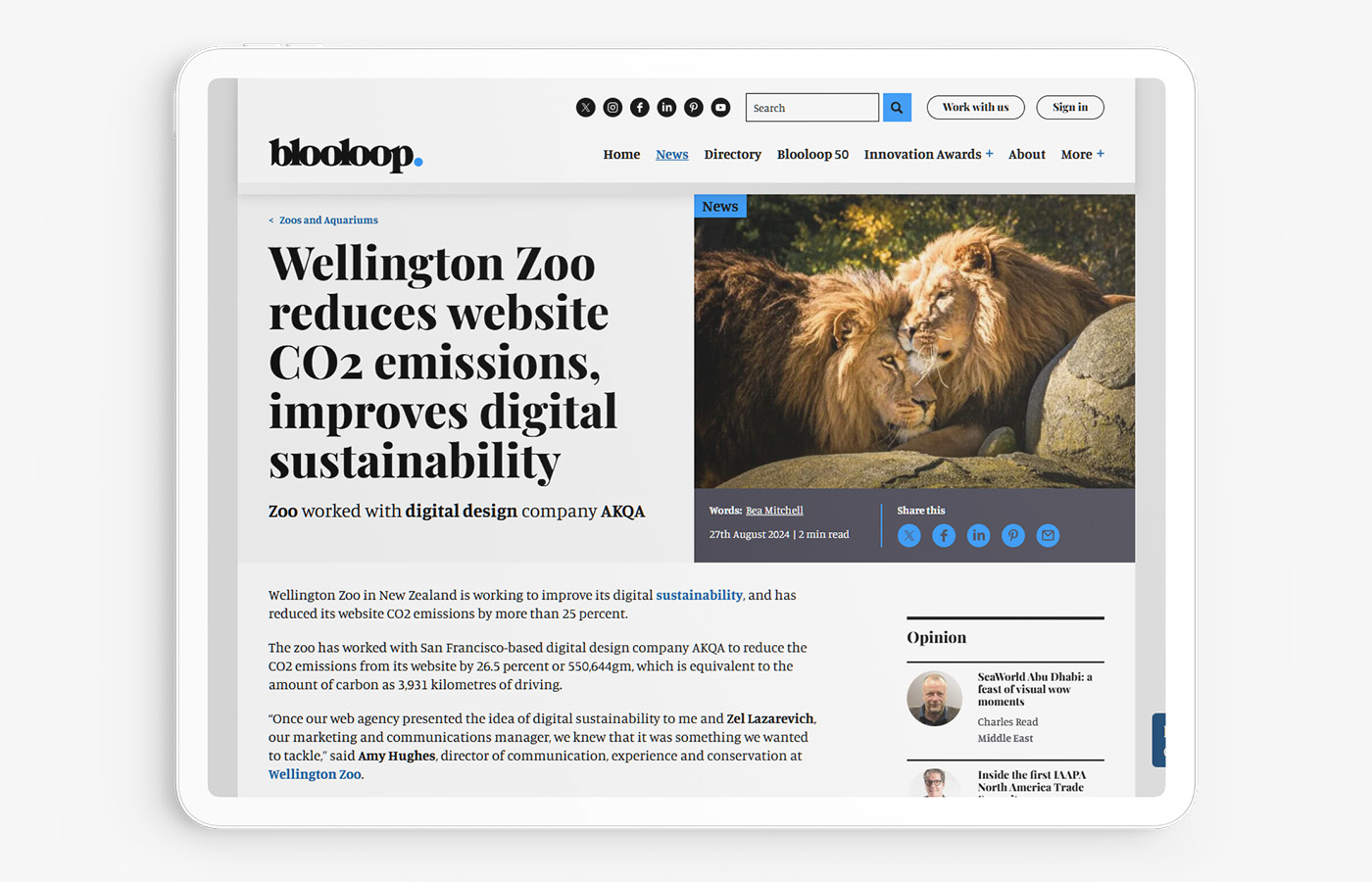 Wellington Zoo press release featuring my lion photography