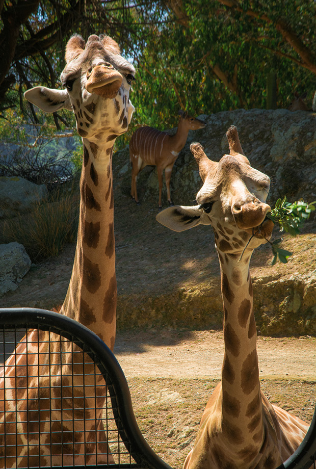 Wellington Zoo NZ photography by Bradley Pratt - Giraffe
