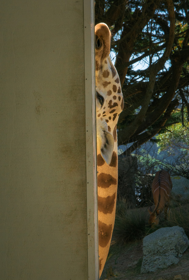 Wellington Zoo NZ photography by Bradley Pratt - Giraffe