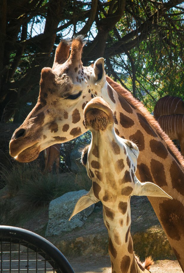 Wellington Zoo NZ photography by Bradley Pratt - Giraffe