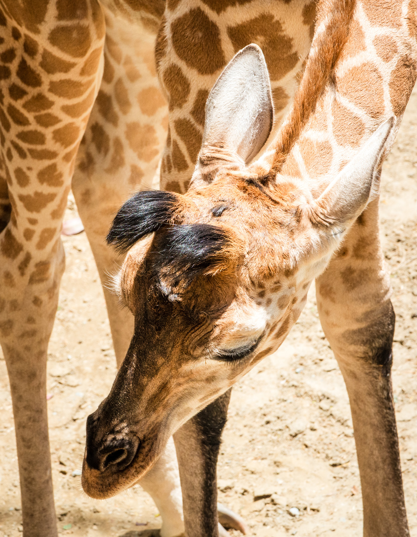 Wellington Zoo NZ photography by Bradley Pratt - Giraffe
