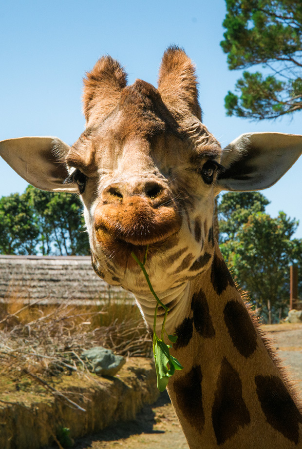 Wellington Zoo NZ photography by Bradley Pratt - Giraffe