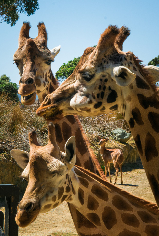 Wellington Zoo NZ photography by Bradley Pratt - Giraffe
