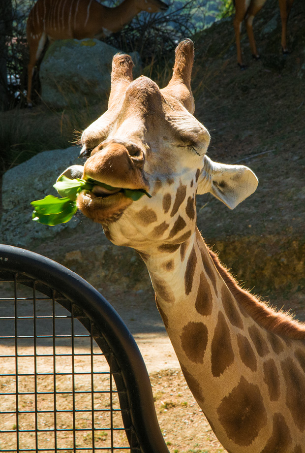 Wellington Zoo NZ photography by Bradley Pratt - Giraffe