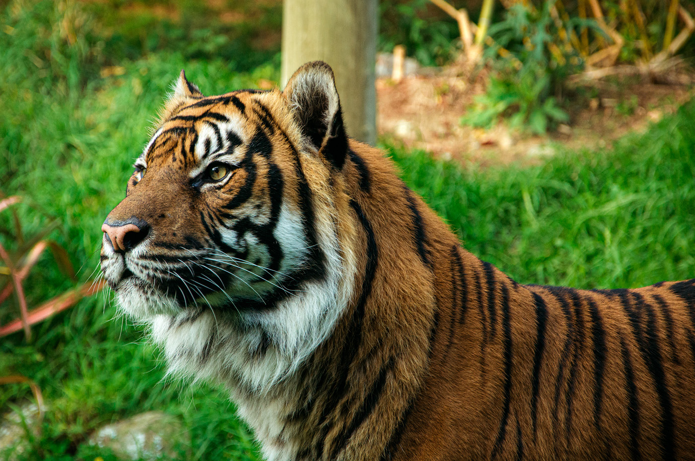 Wellington Zoo NZ photography by Bradley Pratt - Sumatran Tiger