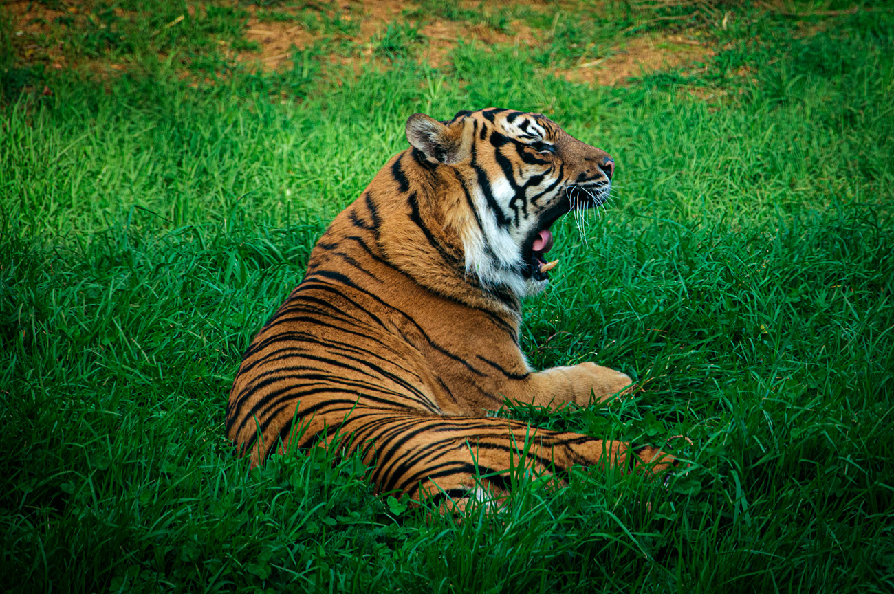Wellington Zoo NZ photography by Bradley Pratt - Sumatran Tiger