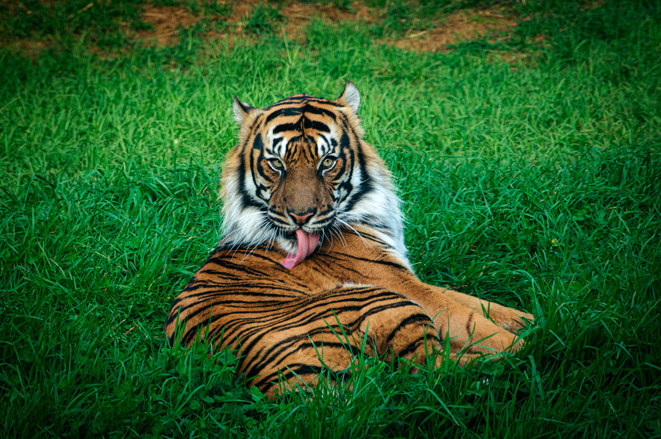 Wellington Zoo NZ photography by Bradley Pratt - Sumatran Tiger