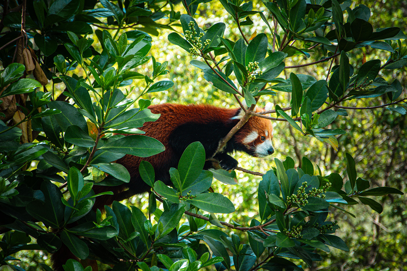 Wellington Zoo NZ photography by Bradley Pratt - Red Panda