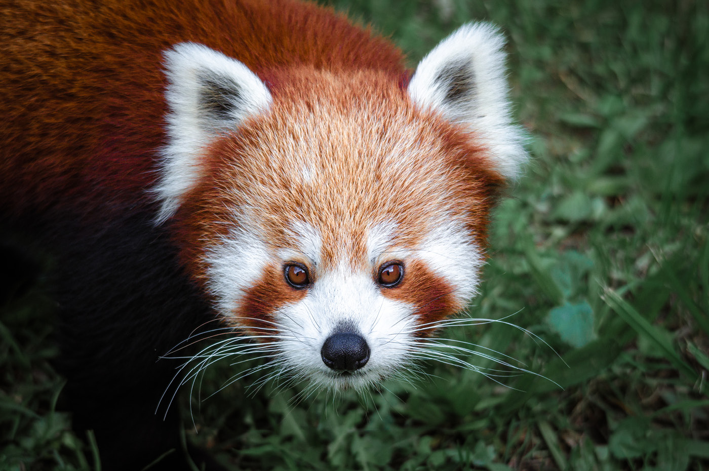 Wellington Zoo NZ photography by Bradley Pratt - Red Panda