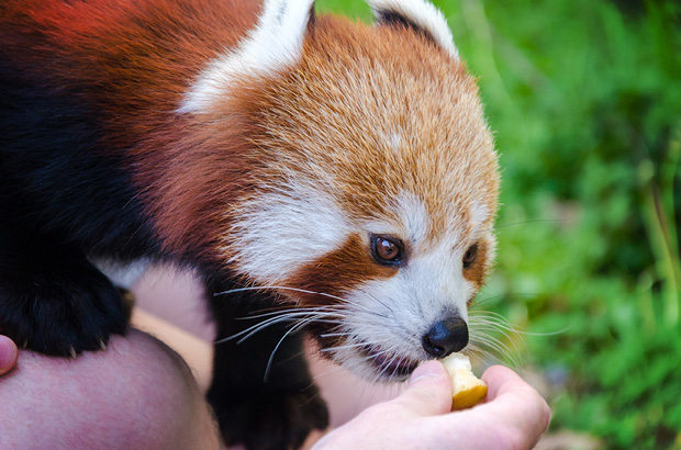 Wellington Zoo NZ photography by Bradley Pratt - Red Panda