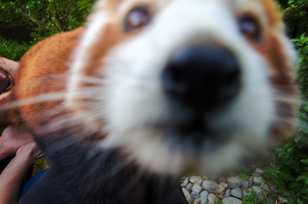 Wellington Zoo NZ photography by Bradley Pratt - Red Panda