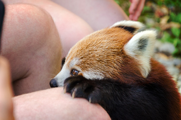 Wellington Zoo NZ photography by Bradley Pratt - Red Panda