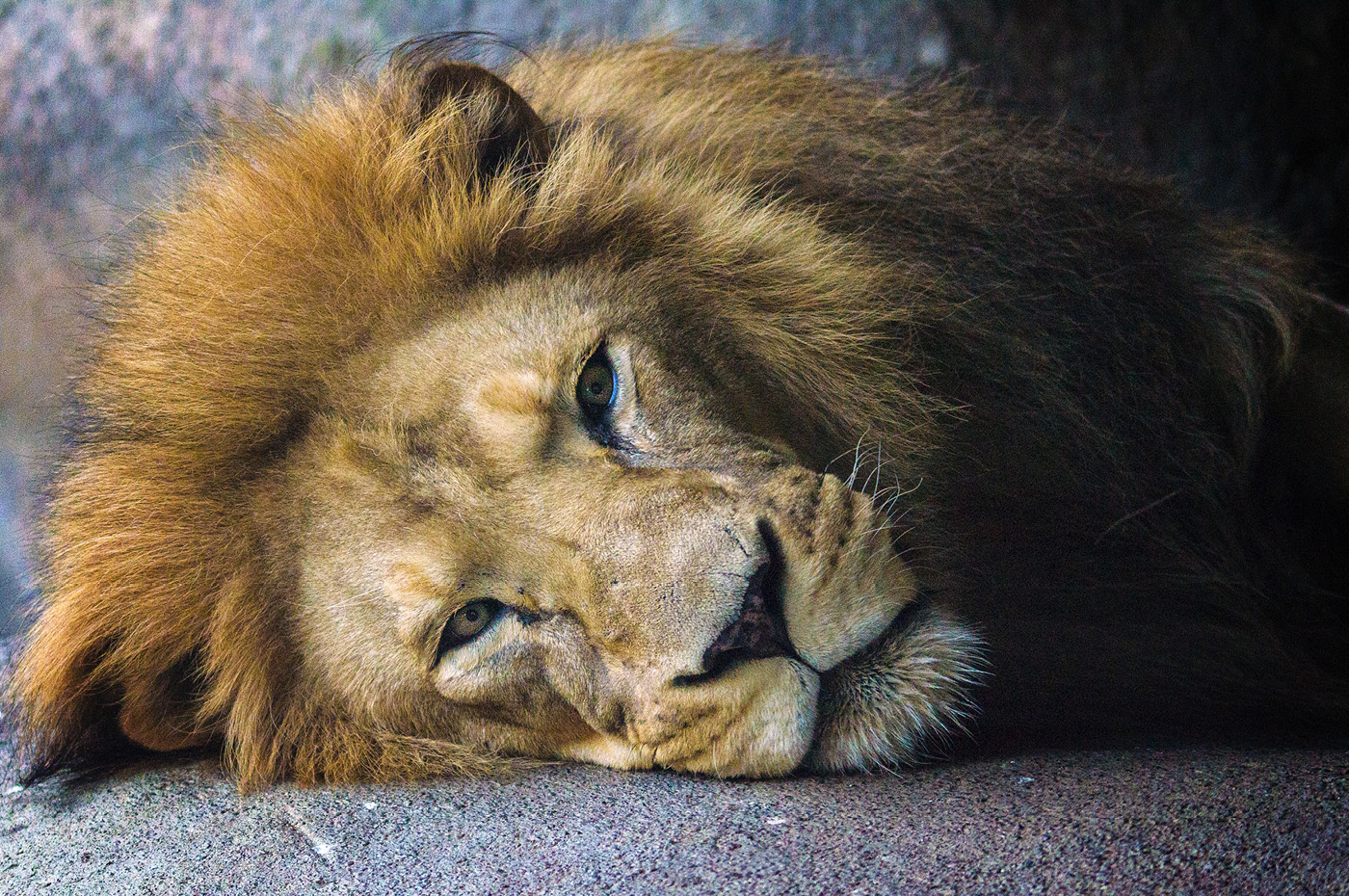 Wellington Zoo NZ photography by Bradley Pratt - Lion