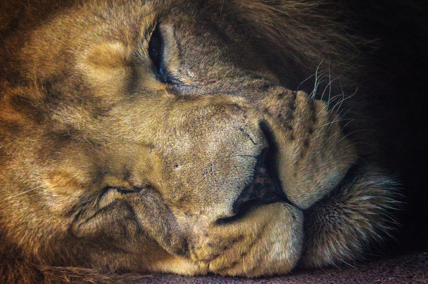 Wellington Zoo NZ photography by Bradley Pratt - Lion