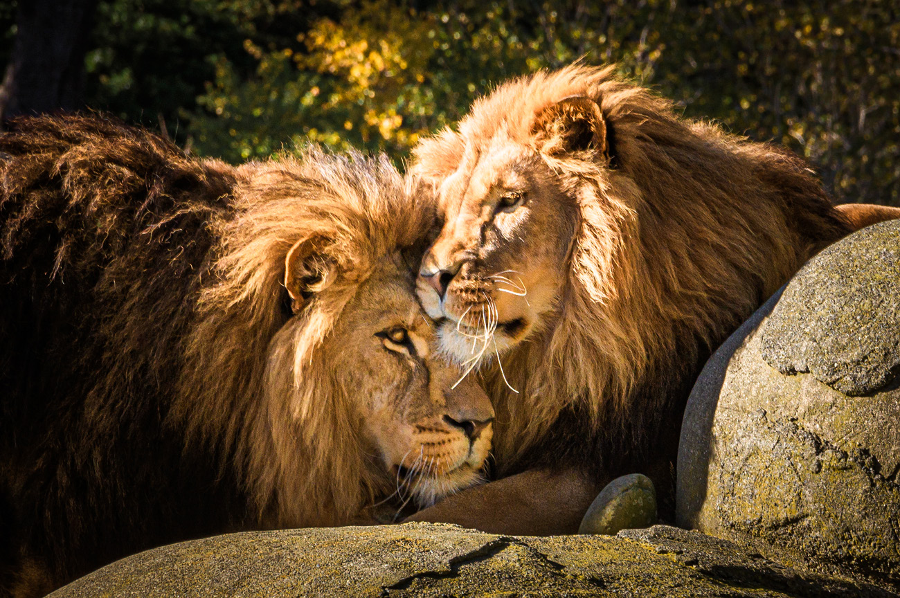 Wellington Zoo NZ photography by Bradley Pratt - Lion