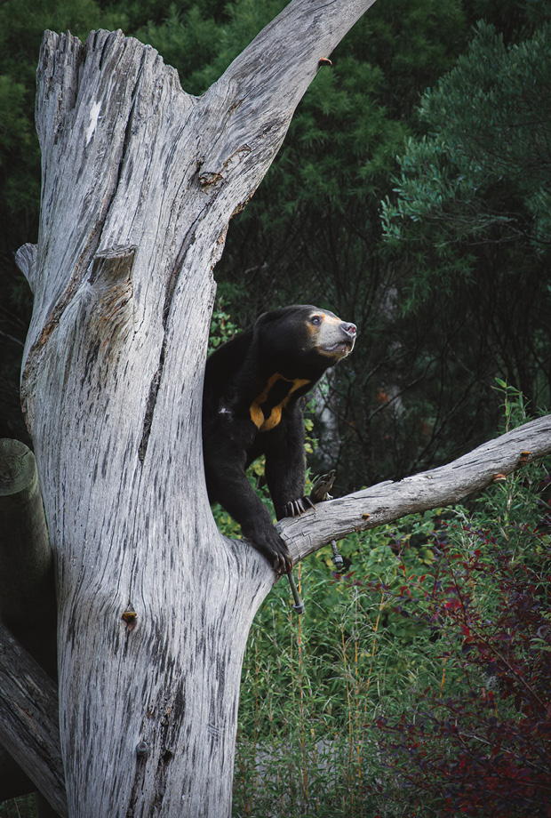 Wellington Zoo NZ photography by Bradley Pratt - Sun Bear