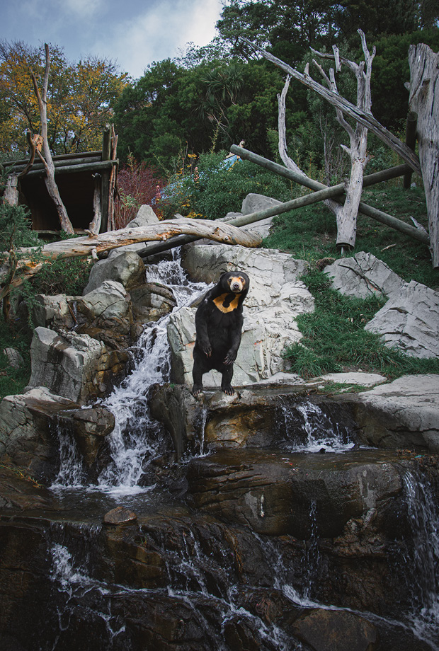 Wellington Zoo NZ photography by Bradley Pratt - Sun Bear