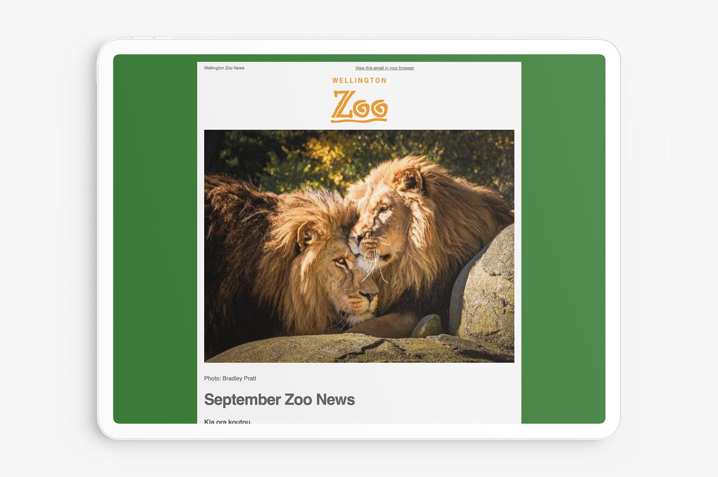 Wellington Zoo September 2024 newsletter featuring my lion photography