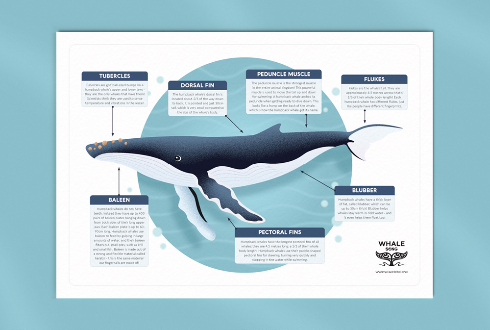 The Whale Song children's activity sheet design, illustrated humpback whale