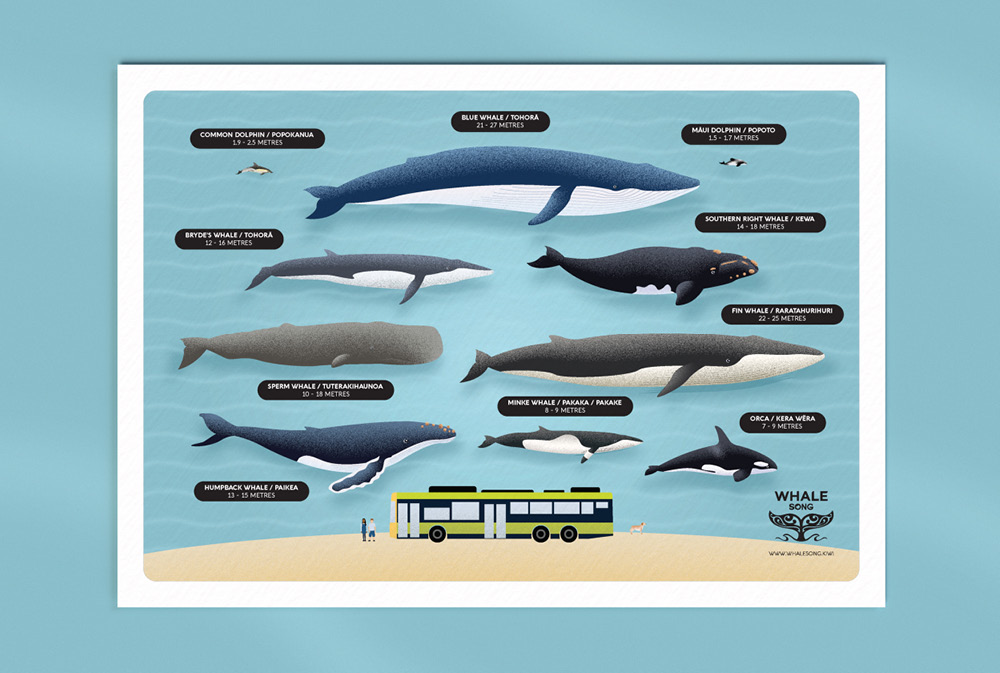 The Whale Song children's activity sheet design, illustrated various whale and cetacean species in a size comparison chart