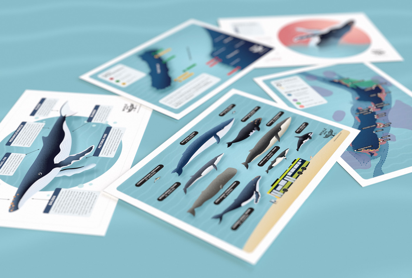 The Whale Song children's activity sheet design, illustrated various sheets