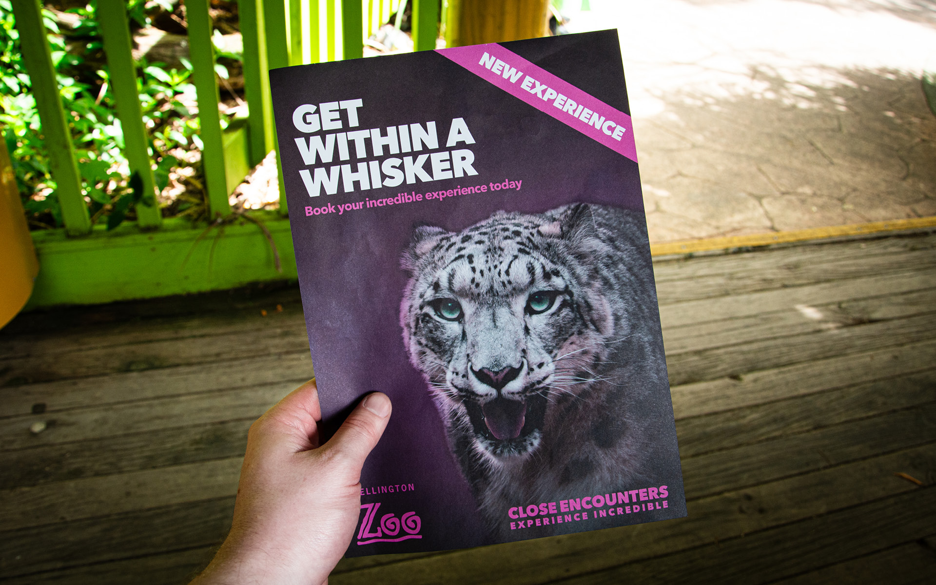 Wellington Zoo's printed map given to each visitor, including photography of Manju the snow leopard by Bradley Pratt