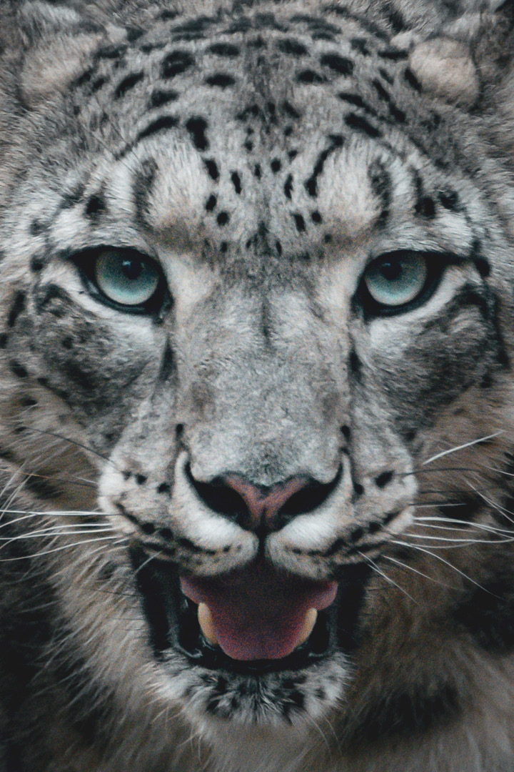 Manju the Wellington Zoo snow leopard, photographed by Bradley Pratt