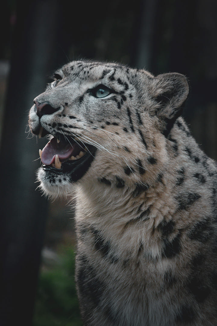 Manju the Wellington Zoo snow leopard, photographed by Bradley Pratt