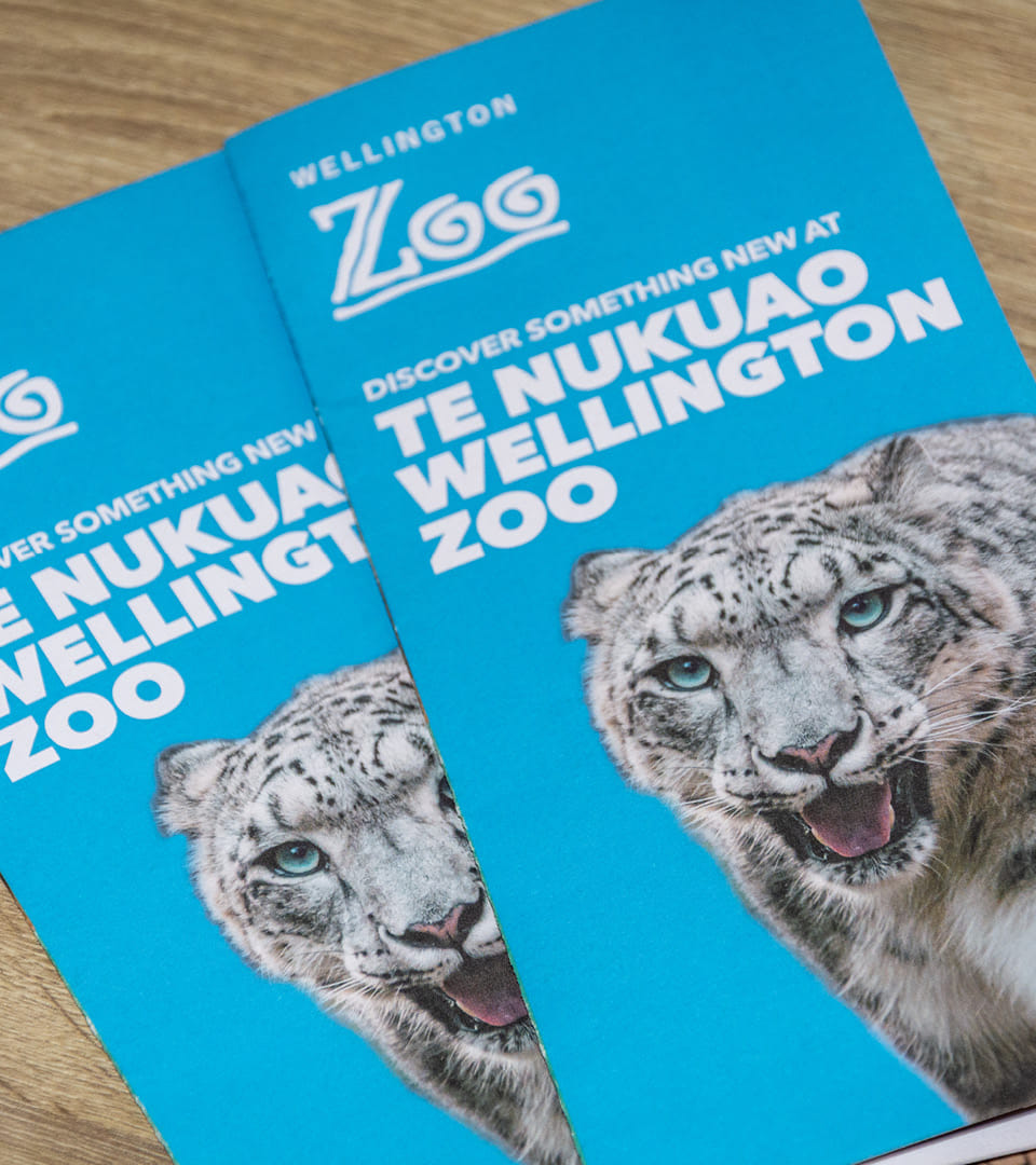 Wellington Zoo's 'discover something new' pamphlet, including photography of Manju the snow leopard by Bradley Pratt