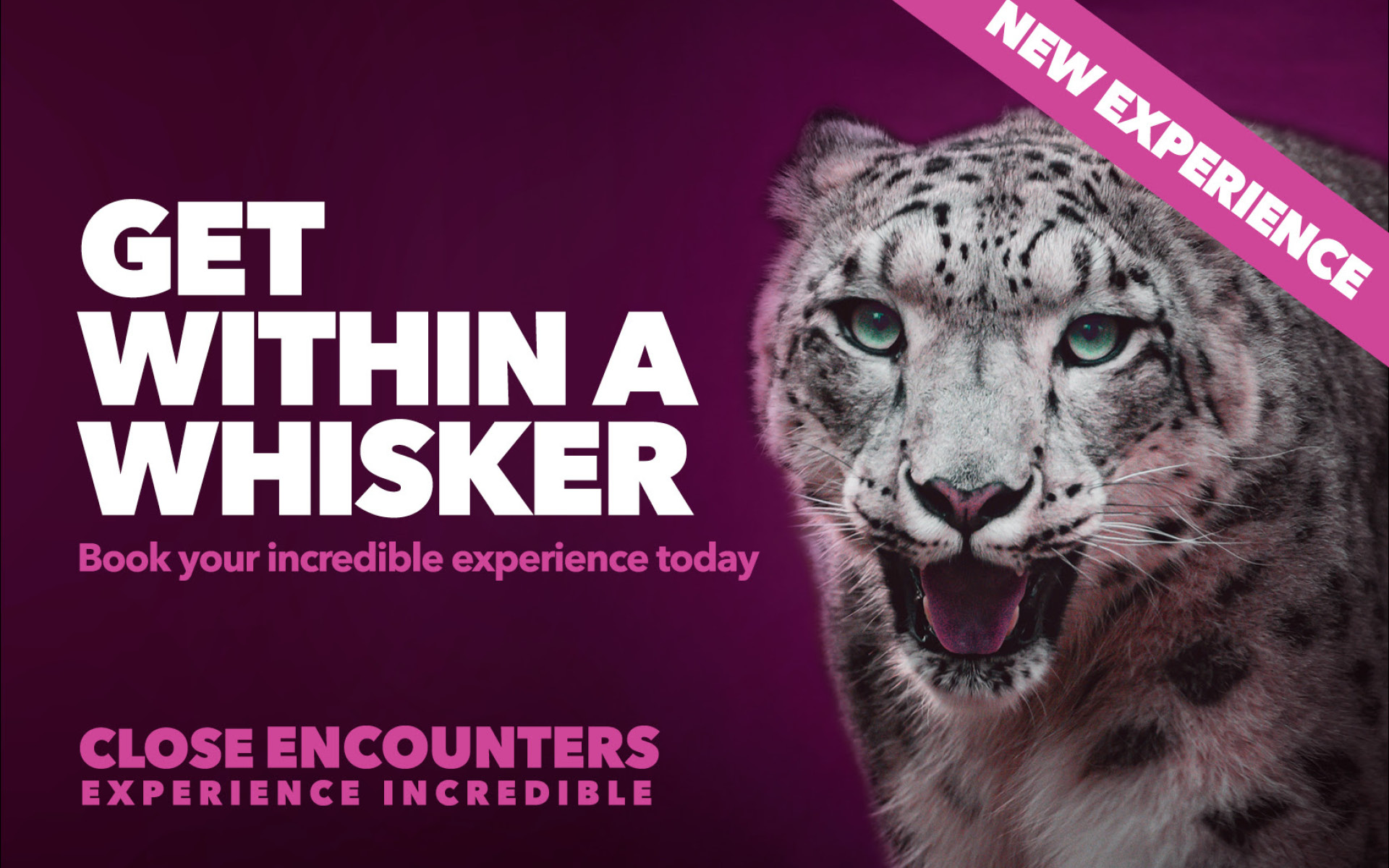 Wellington Zoo's snow leopard close encounter campaign artwork, with photography by Bradley Pratt