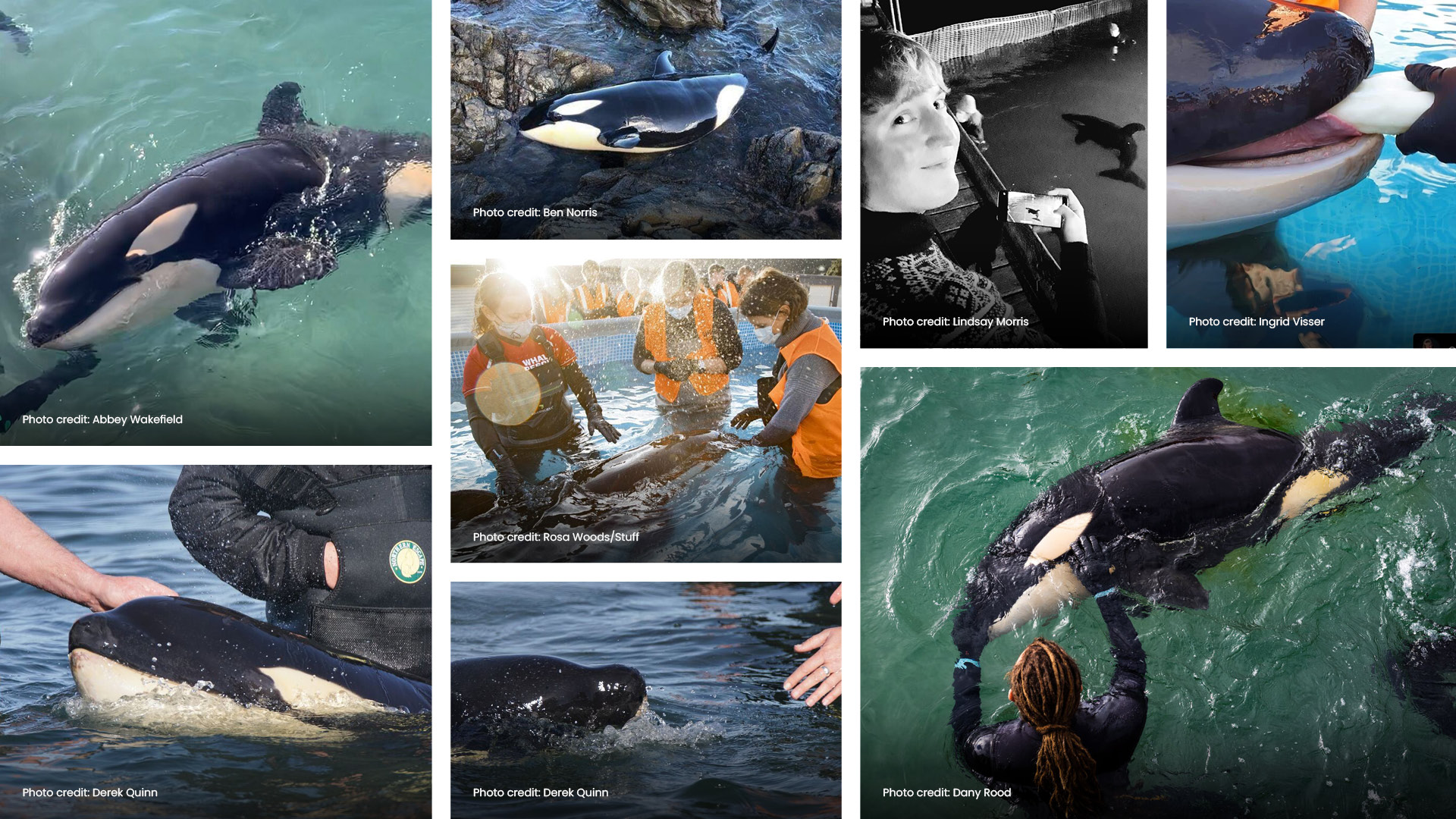 Photo collage of Toa the baby killer whale